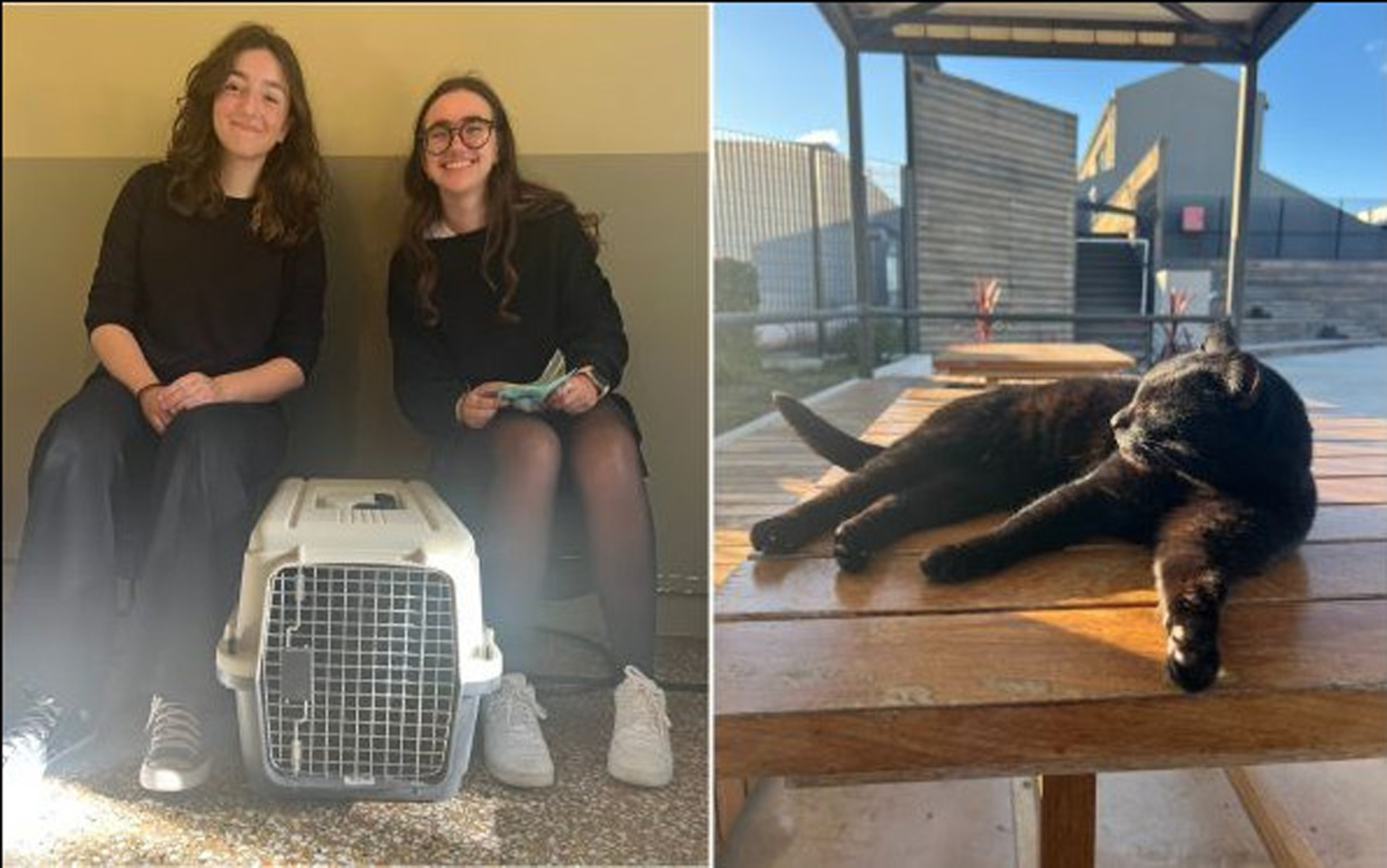 Caring for a Campus Visitor: Year 12 Students Support Neighbourhood Cat